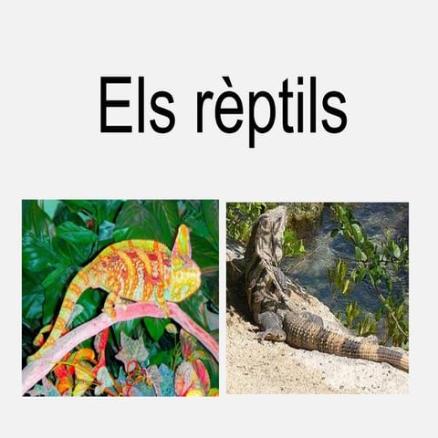 Els rèptils
