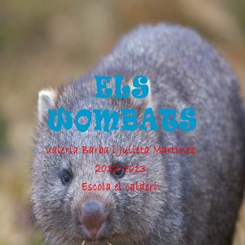 Els wombats | PPT