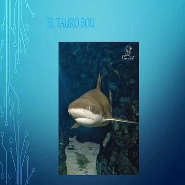 El tauro bou  Andrea- Hugo