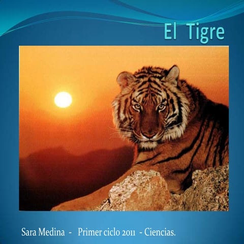 El tigre
