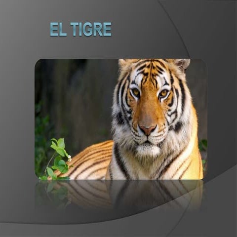 El tigre