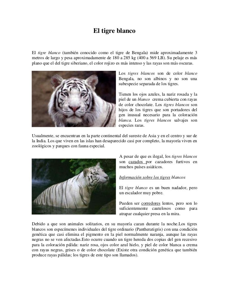 El tigre blanco