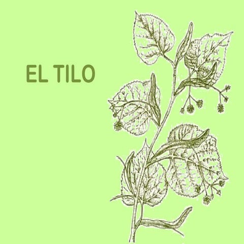 El tilo | PPT