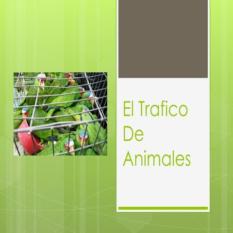 El trafico de animales