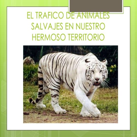 El trafico de animales salvajes en nuestro hermoso