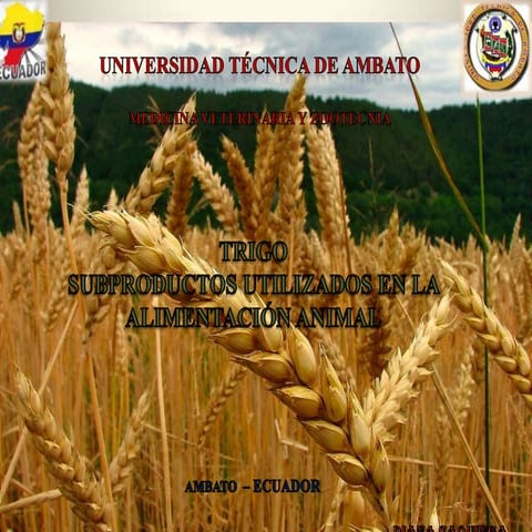 El trigo   subproductos utilizados en la alimentacion animal