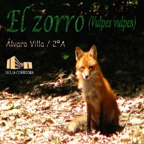 Elzorro