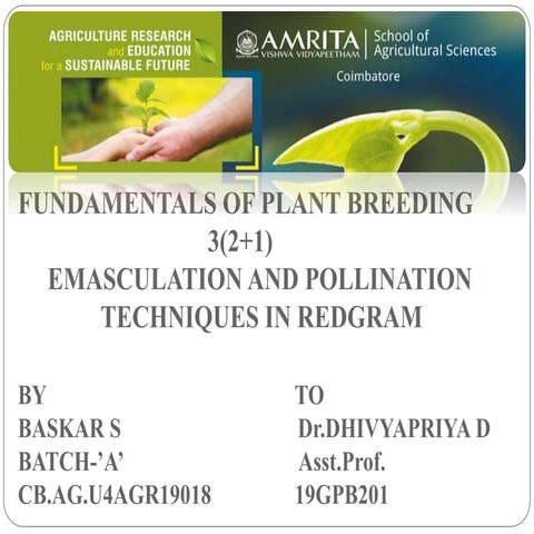 Emasculation and pollination in redgram | PPTX