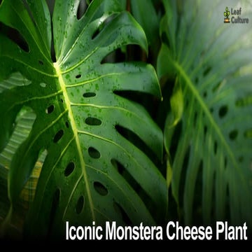 burle marx fantasy philodendron Philodendron 'Burle Marx Fantasy' – Black Dragon Press main image 0