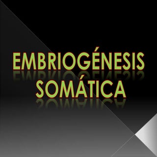 Embriogénesis somática