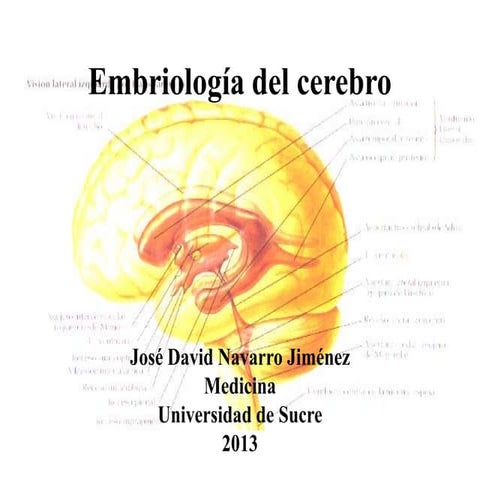 Embriología del cerebro