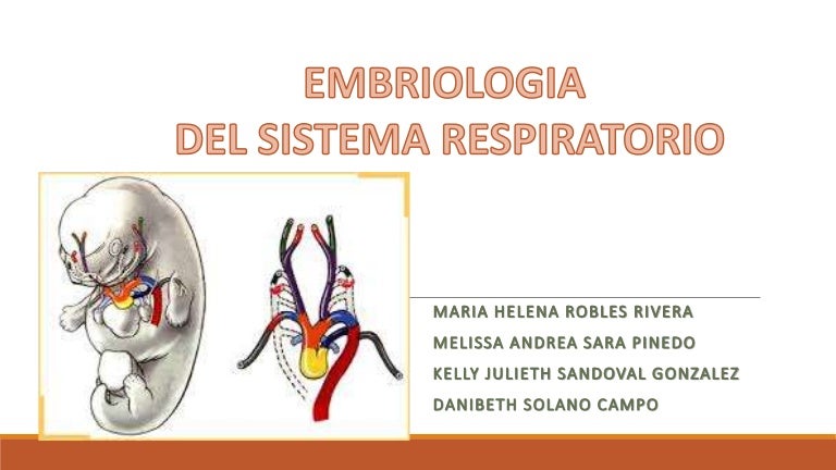 Embriologia del sistema respiratorio