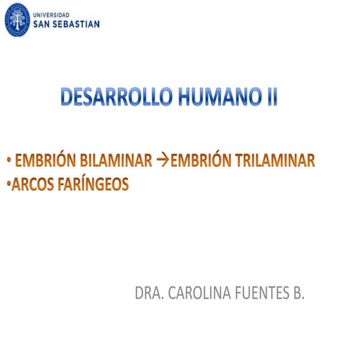 Embrion trilaminar