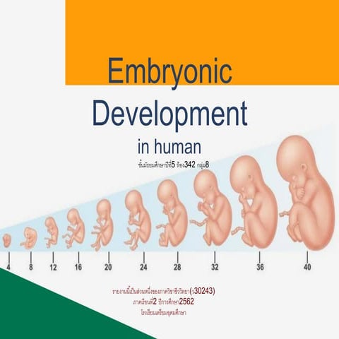 การเจริญของ embryo คน | PDF