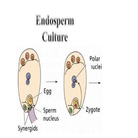 Embryo culture in plant breeding and genetics | PPTX