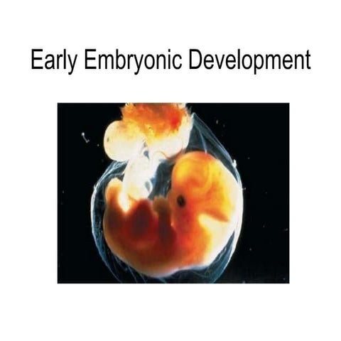 Embryo Develoment