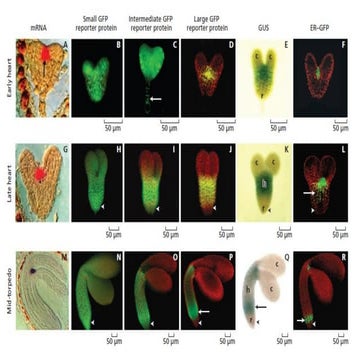 Embryogenesis Embryogenesis 3- Copy (2).pptx