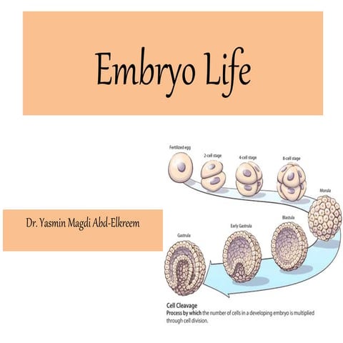 In Vitro embryo life 