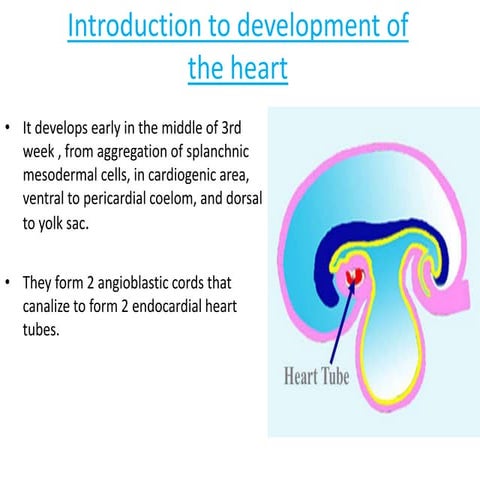 Embryology of heart