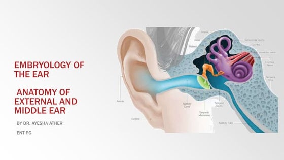 Endoscopic anatomy of middle ear.jshpptx | PPTX