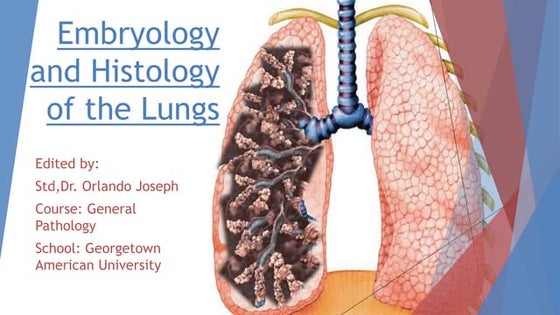 The embryology of the Respiratory System revised.pptx