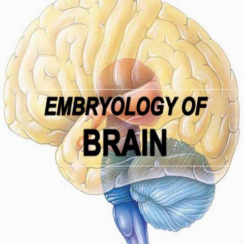 Embryology of brain