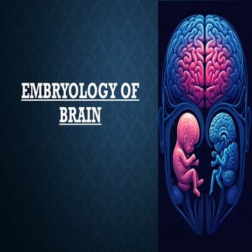 Embryology of Brain. and radiological correlationspptx