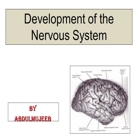 EMBRYOLOGY OF CNS 2025.ppt habib medical School