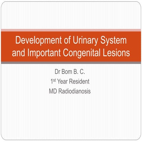Embryology of genitourinary system