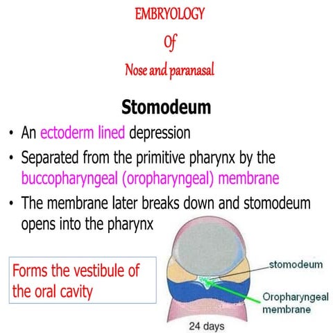 Embryology of nose 1440   copy