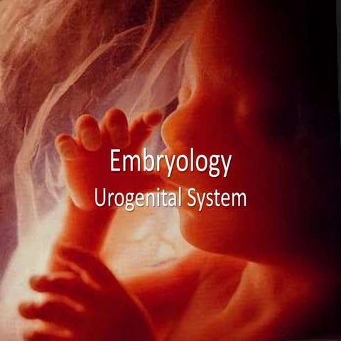 Embryonic development of the urogenital system
