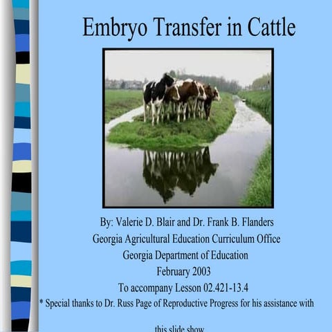 Embryo transfer in_cattle