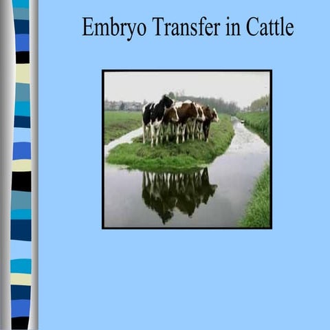 In Vitro Production of Embryo | PPTX