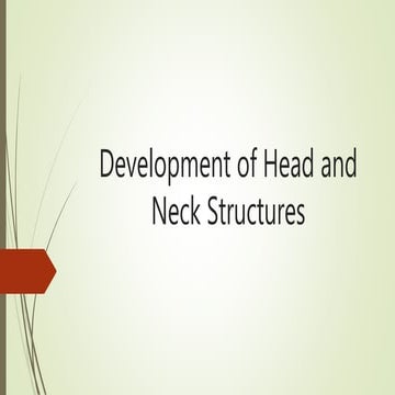 Embryology Head and Neck