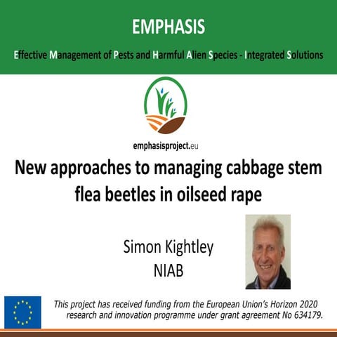 "New approaches to managing cabbage stem flea beetle in oilseed rape"