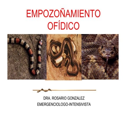 INFOGRAFIA crotalus o serpiente de cascabel JMBB.pdf