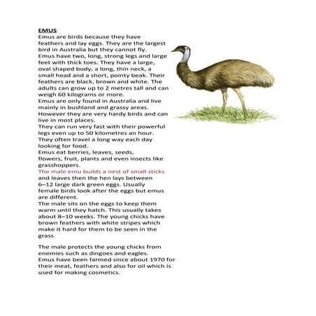 Emus Fact Sheet And Activity Worksheet