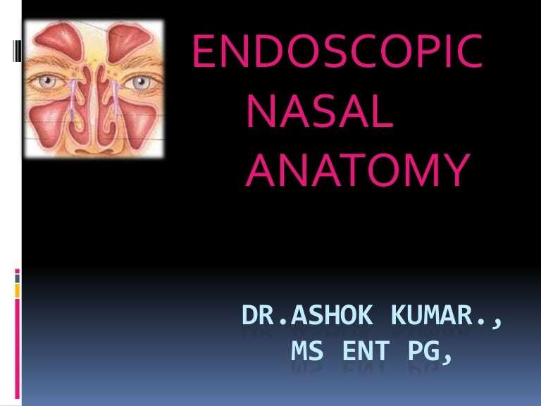 endoscopic anatomy of nasal cavity