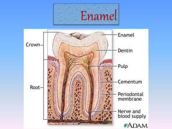 Hypomineralised structure of enamel | PPT