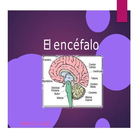 encefalo Sistema nervioso central pptx...