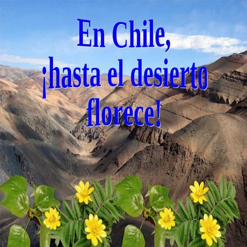 En Chile hasta el desierto florece