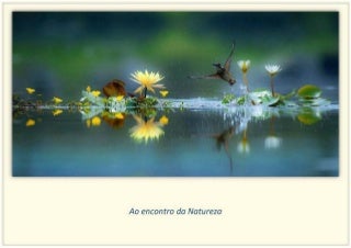 Ao Encontro da Natureza