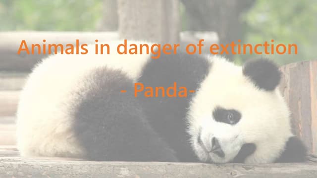 Endangered animals   panda -