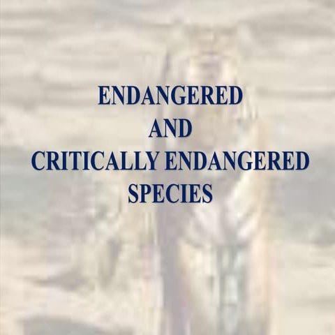 Endangered Species Presentation 