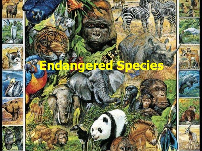Endangered Species Of India Endangered Species Of India