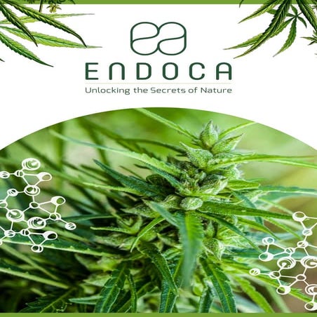 ENDOCA PRESENTAZIONE AZIENDA E PRODOTTI NATURALI BIO DELLA CANAPA - CBD >> By...