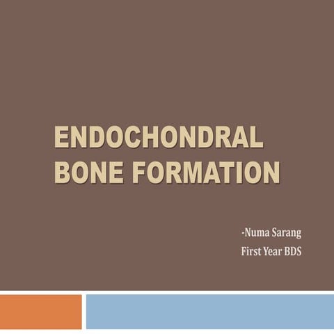 Endochondral bone formation