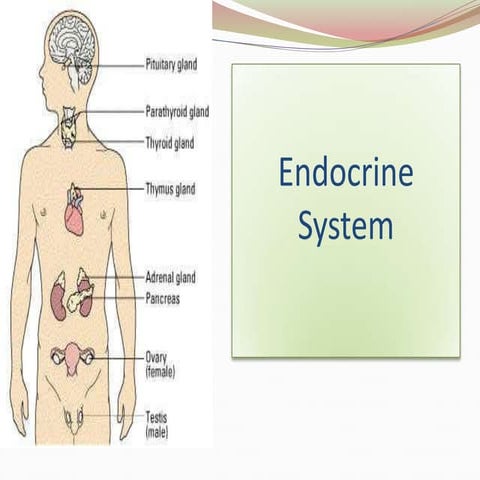 Endocrine System