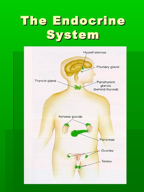 MALE REPRODUCTIVE SYSTEM | PPTX