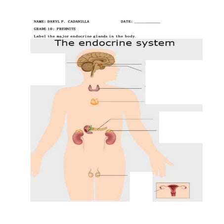 Endocrine system quiz